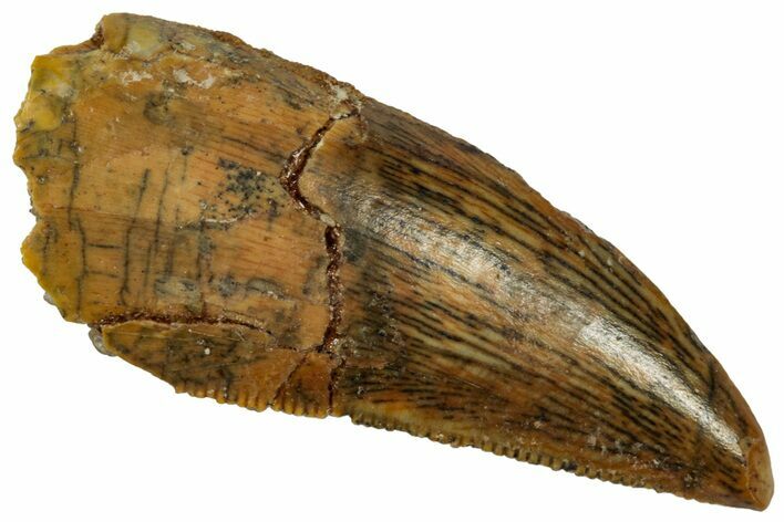 Serrated Raptor Tooth - Feeding Worn Tip #332275